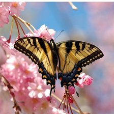 Схема вышивки «бабочка»