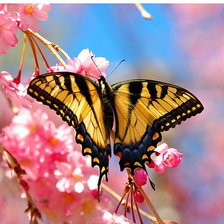 Схема вышивки «бабочка»