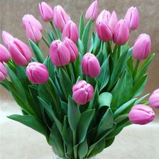 Схема вышивки «тюльпаны»