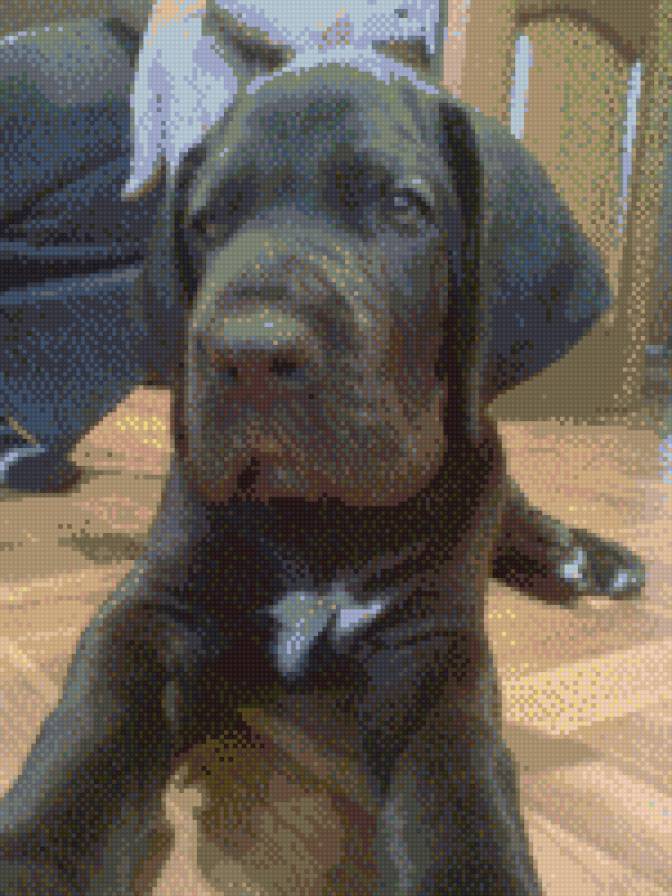 Данчик - предпросмотр