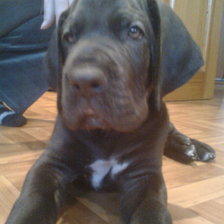 Схема вышивки «Данчик»