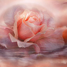 Схема вышивки «роза в дымке»