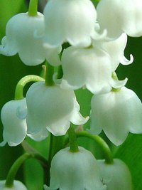 ландыши - весна, ландыши, цветы - оригинал