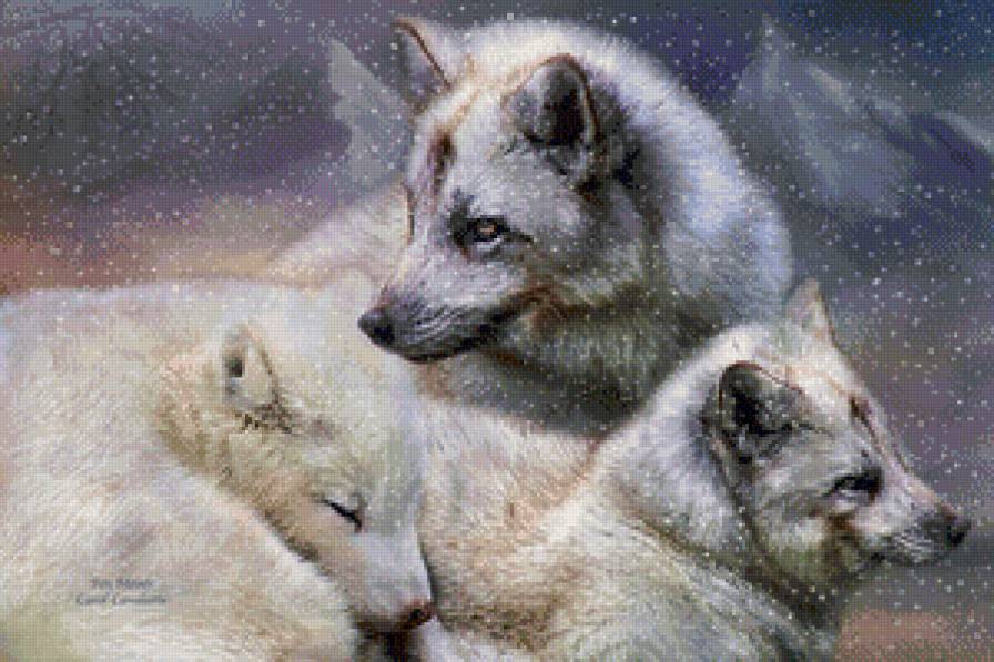 белые волки - волк, волки, стая, хищник, зима, снег - предпросмотр