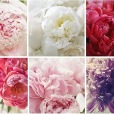 Схема вышивки «пионы»