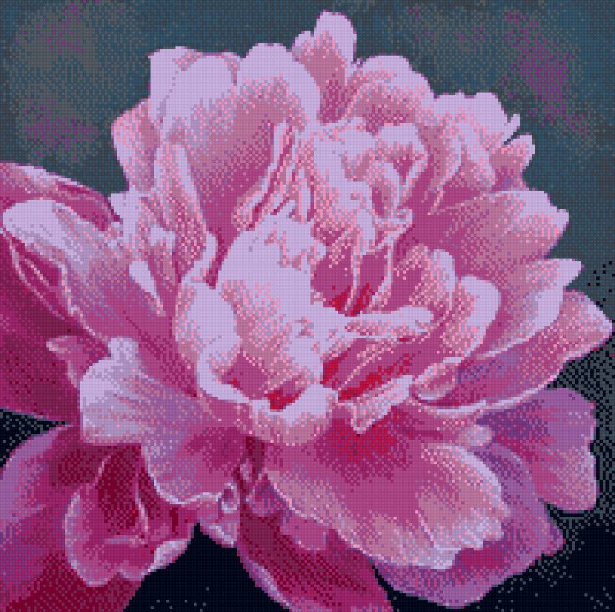 Пион - предпросмотр