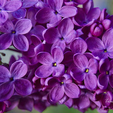 Схема вышивки «alyvos_1»