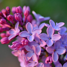 Схема вышивки «alyvos_2»