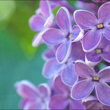 Схема вышивки «alyvos_3»