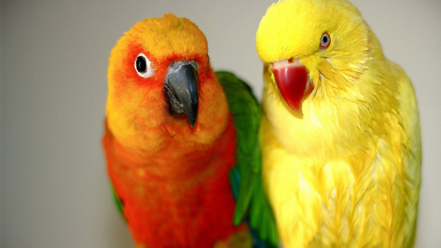 Неразлучники - попугаи, животные, птицы, природа - оригинал