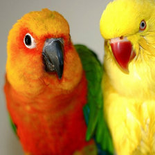 Схема вышивки «Неразлучники»