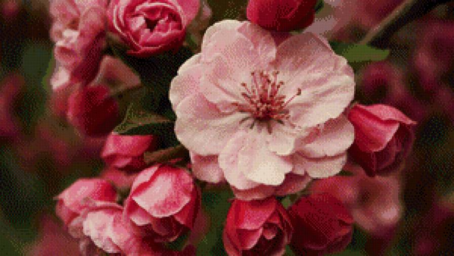 Сакура - цветы, весна, лето, природа - предпросмотр