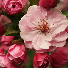 Схема вышивки «Сакура»