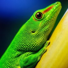 Схема вышивки «Ящерица»