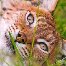 Схема вышивки «Рысь»