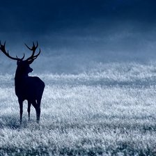 Схема вышивки «Олень»