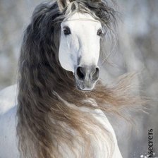 Схема вышивки «Серый ветер»