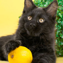 Схема вышивки «Мейн-кун 2»