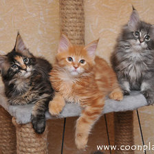 Схема вышивки «Маленькие Мейн-кунчики»