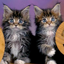 Схема вышивки «Котята»