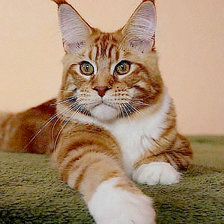 Схема вышивки «Мейн-кун 3»