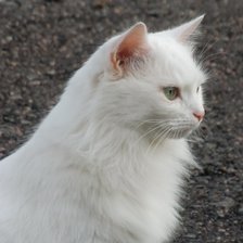 Схема вышивки «Крошка»