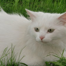 Схема вышивки «Моя кошка»