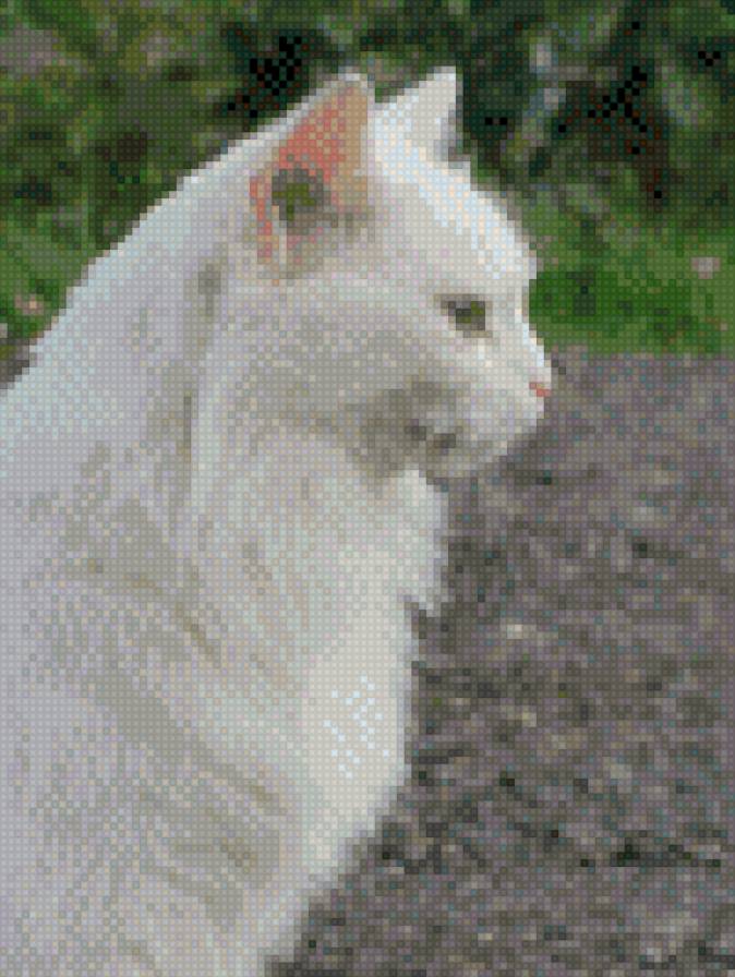 Моя крошка - белая, кошка, ангора - предпросмотр