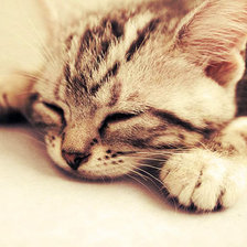 Схема вышивки «Спящий котёнок»