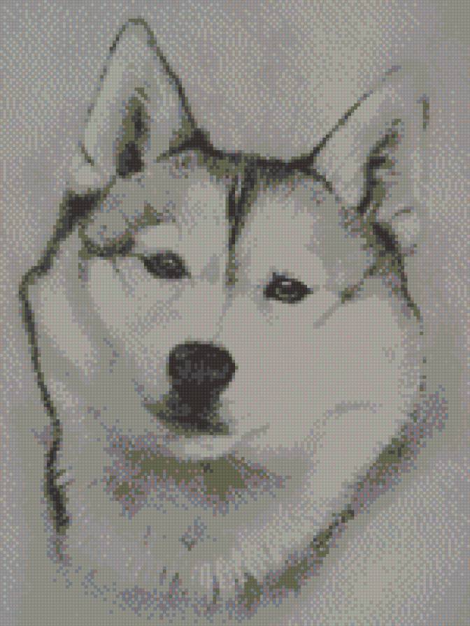 Хаски - животные, хаски, собаки - предпросмотр