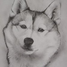 Схема вышивки «Хаски»