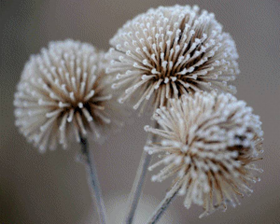 Роса - цветы, роса - предпросмотр