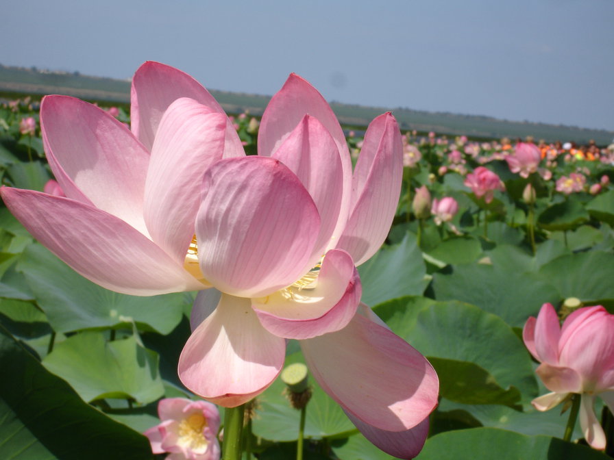 Лотосы - лотосы, пейзаж, природа, цветы - оригинал