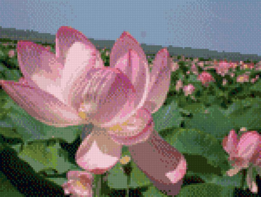 Лотосы - лотосы, пейзаж, природа, цветы - предпросмотр