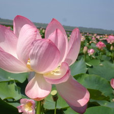 Схема вышивки «Лотосы»