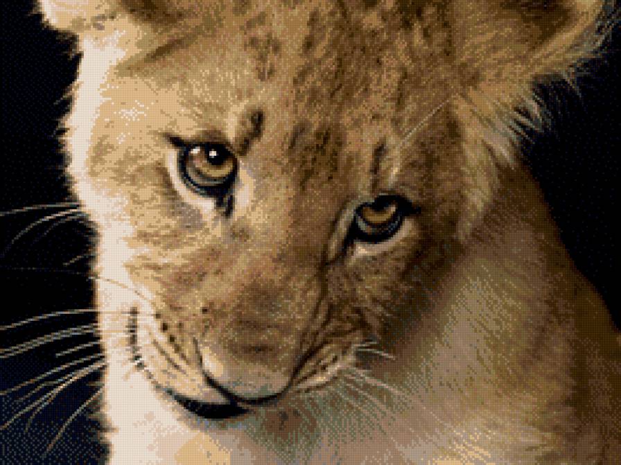 Львенок - лев, львенок, животные - предпросмотр