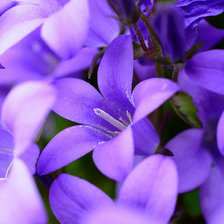 Схема вышивки «Колокольчики»