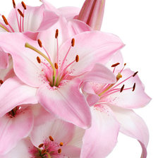 Схема вышивки «Лилии»