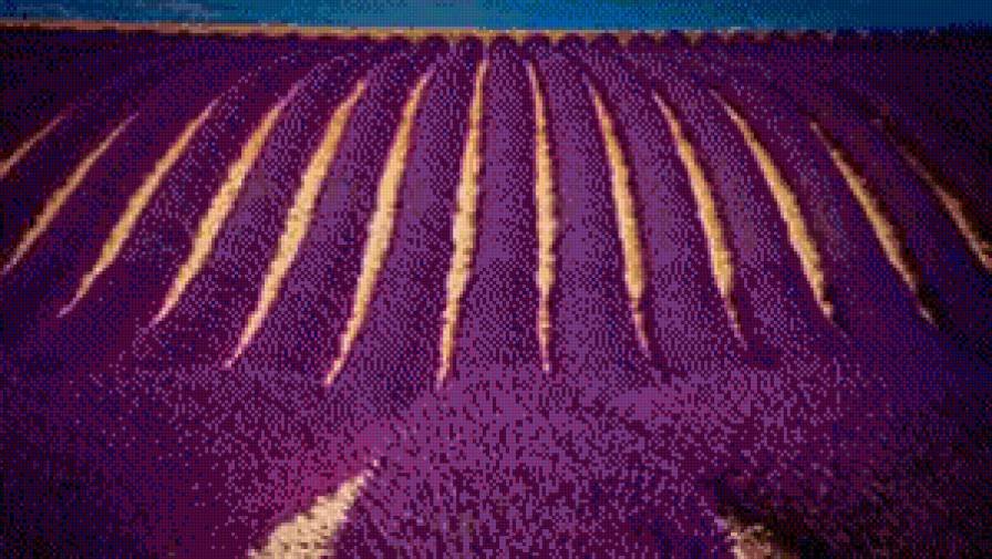 лавандовое поле - природа - предпросмотр