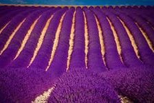 Схема вышивки «лавандовое поле»