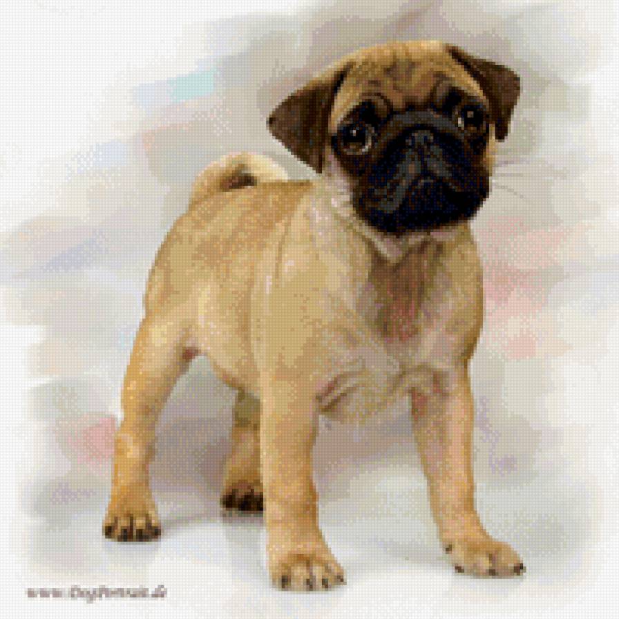 «собаки» - предпросмотр