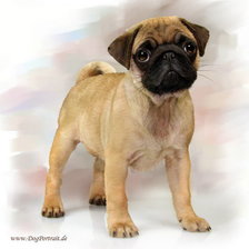 Схема вышивки ««собаки»»