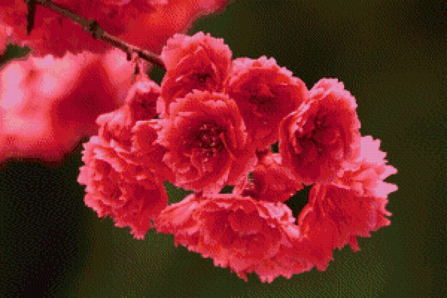 Запах весны - цветы - предпросмотр