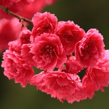 Схема вышивки «Запах весны»