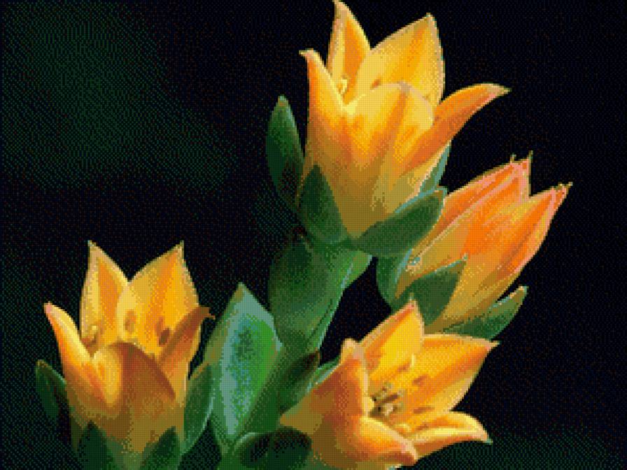 Экзотика - цветы - предпросмотр