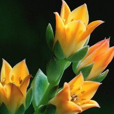 Схема вышивки «Экзотика»