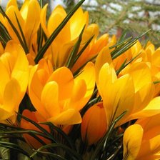 Первоцветы