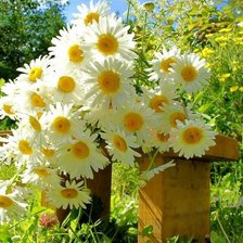 Схема вышивки «ramashki»