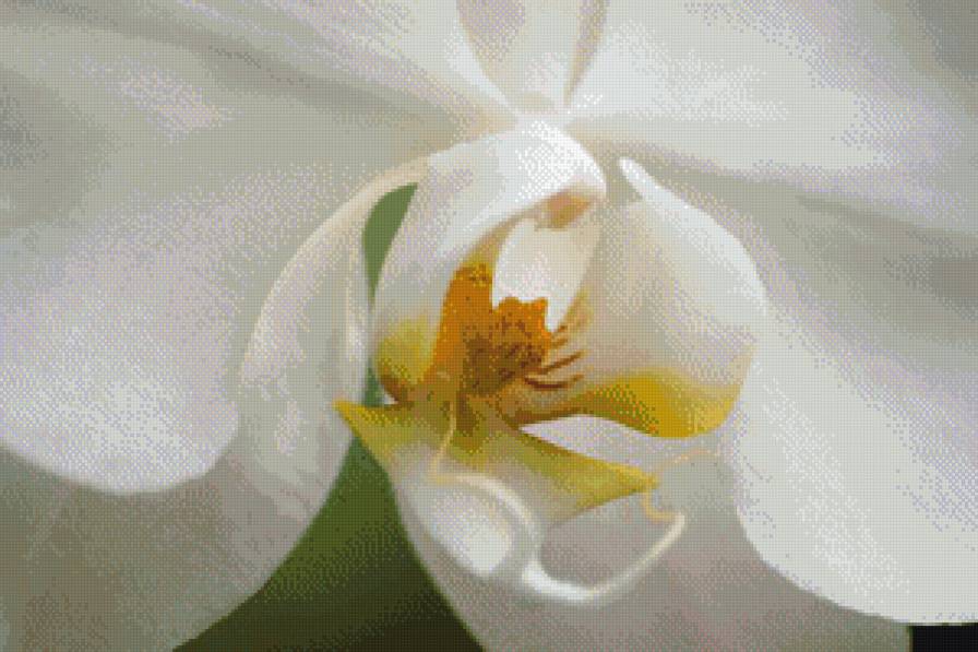 орхидея2 - предпросмотр