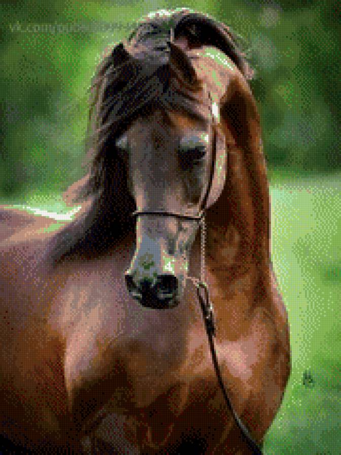 Черный шоколад - гнедой, лето, лошадь, блеск - предпросмотр